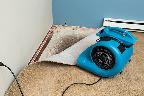 Trusted Shenandoah, IA Water damage restoration Experts